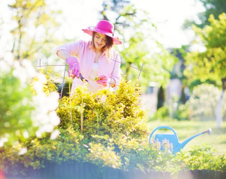 A woman wearing a pink sunhat and gardening gloves is tending to a well-maintained garden bed with vibrant yellow flowering shrubs. She is using pruning shears to trim the bushes, which are bordered by a low wooden edge separating them from the lush green grass lawn in the foreground. In the background, there are tall trees with bright green foliage, suggesting a sunny day in a park or residential garden in Earl's Court, London. A blue watering can rests on the grass near the flower bed, and the scene is softly lit by natural daylight, with a slightly blurred background emphasizing the focus on the womanâ€™s gardening activity. This outdoor space exhibits a combination of flower, shrubbery, and lawn elements typical of a neatly landscaped British garden, aligned with professional gardening services such as hedge trimming and lawn care offered by Hedge Trimming Earls Court.